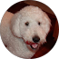 Dante N. thumbnail
